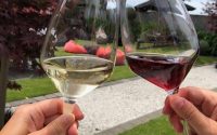 Marlborough Wine Tour