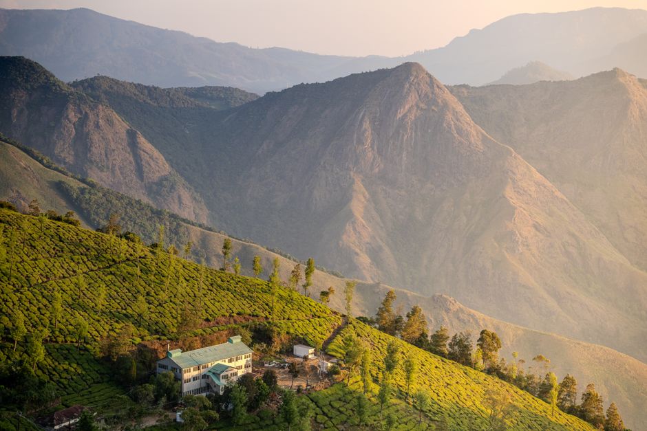 A breathtaking view of lush tea plantations nestled in a serene valley with majestic mountains.