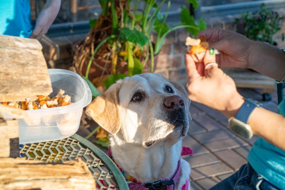 A yellow Labrador Retriever eagerly waits for a treat from a woman outdoors.