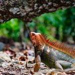 Costa Rica Travel Guide 2026: Why “Pura Vida” Isn’t Just a Phrase (And What Tourists Get Wrong in Costa Rica)