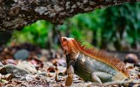 Costa Rica Travel Guide 2026: Why “Pura Vida” Isn’t Just a Phrase (And What Tourists Get Wrong in Costa Rica)
