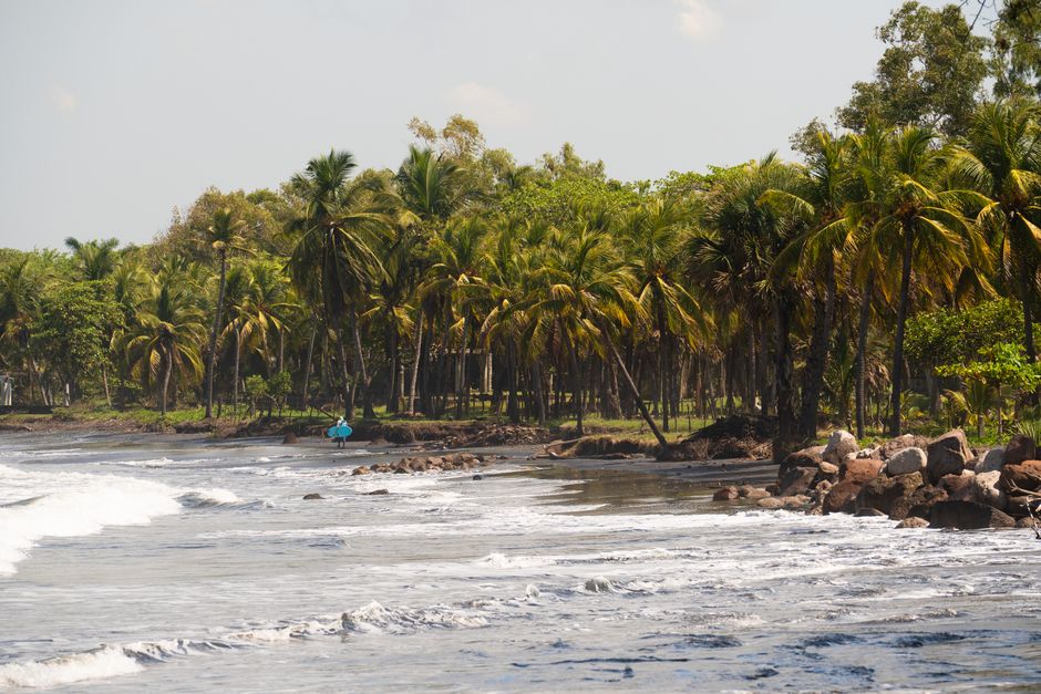 Peaceful tropical beach with palm trees and gentle waves under a bright day sky.