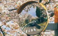 Japan Cherry Blossom Forecast 2026: Plan Late March