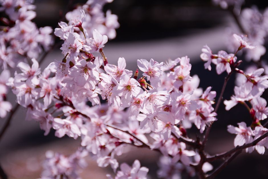 Close-up of blooming cherry blossoms in Shinjuku, Tokyo during spring.