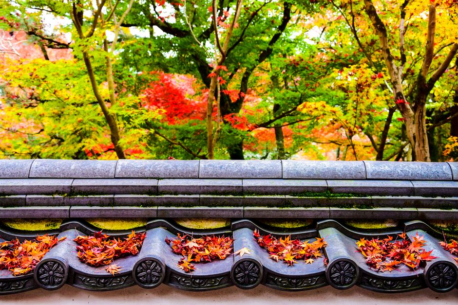 Colorful autumn leaves on a traditional Japanese temple roof with vibrant foliage in the background.