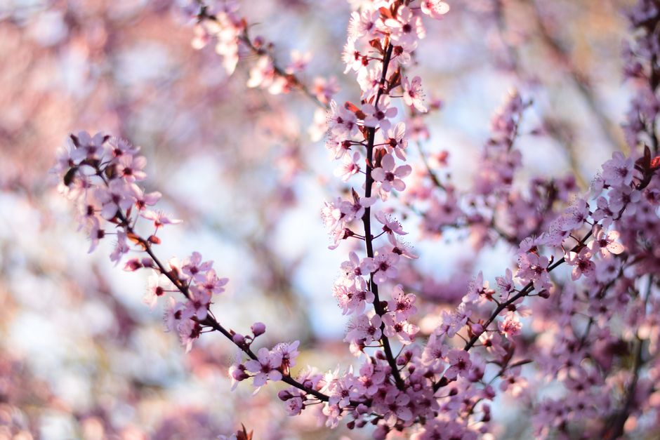 Stunning cherry blossoms in soft focus, capturing spring's essence.