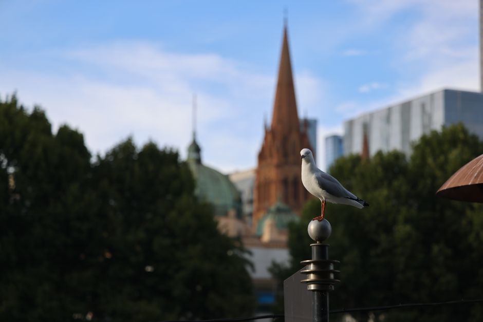 A seagull standing on a post in a city park with a spired building in the background.