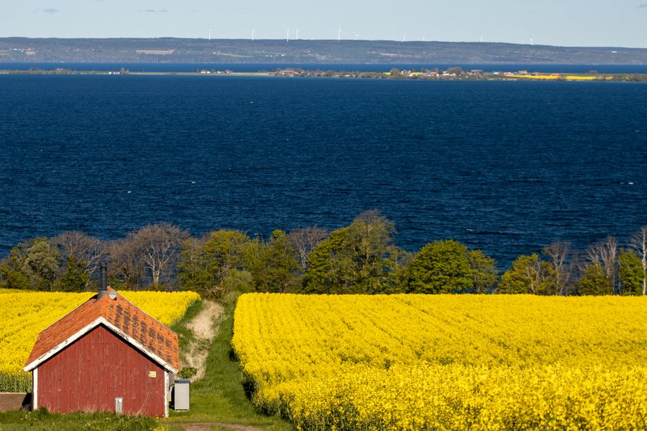Picturesque view of a field of yellow flowers and a red cottage by Lake Vättern in Gränna, Sweden.