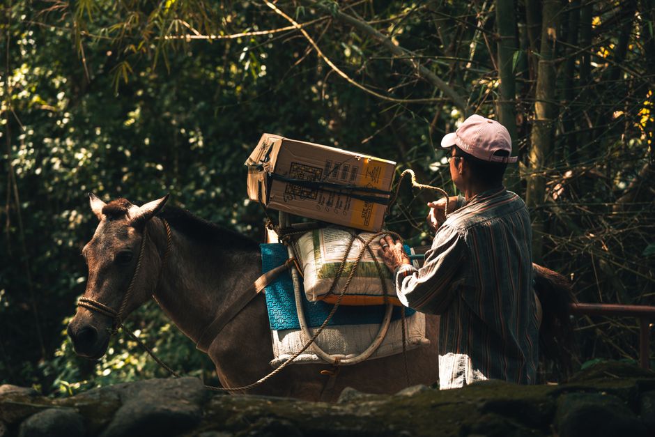 A man wearing a hat leads a horse carrying cardboard boxes through a lush forest.