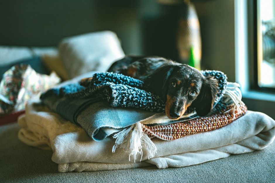 A dachshund lies on stacked blankets indoors, capturing cozy home vibes.