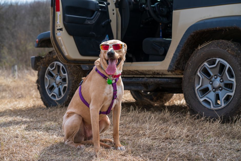 A happy dog wearing sunglasses and a harness sits beside an off-road vehicle.