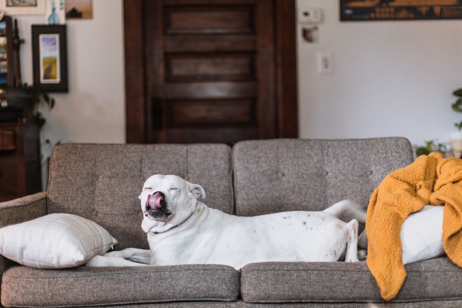 A white dog lounging on a gray sofa in a living room with tongue out, looking relaxed.