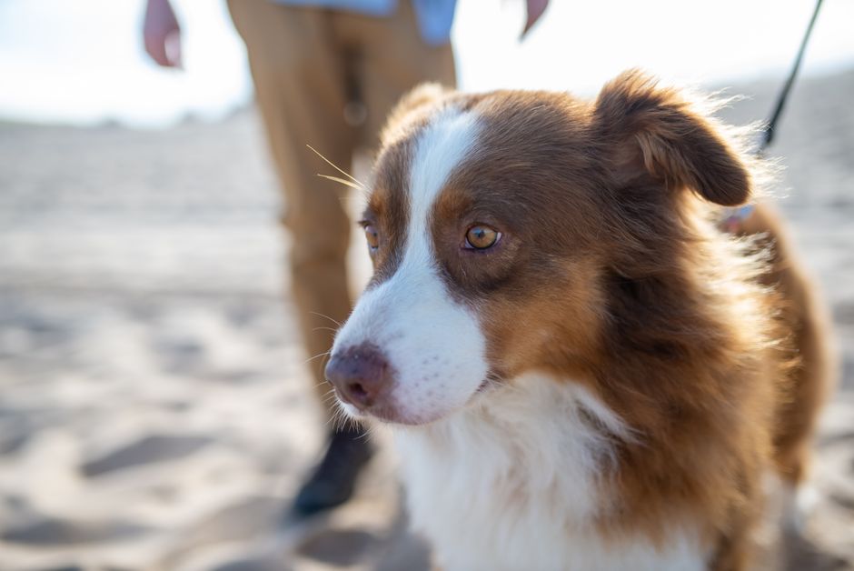 Close-up of a cute Australian Shepherd dog on a sandy beach in Portugal.