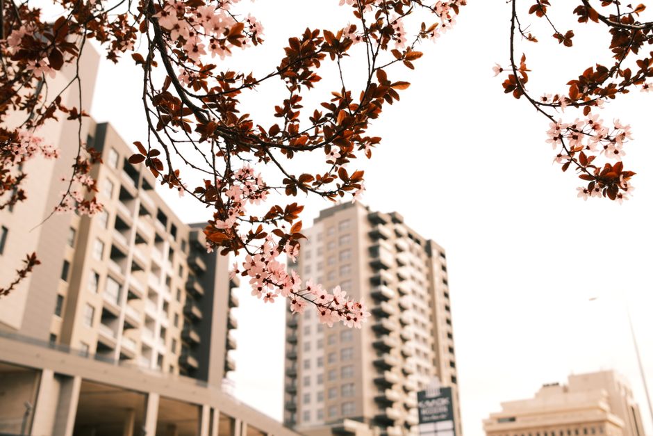 Cherry blossoms frame tall urban buildings, merging nature with city life in spring.
